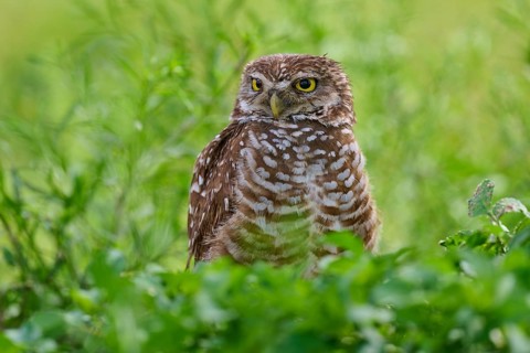 Burrowing owl (Speotyto cunicularia), sitting in a meadow, Pembroke Pines, Florida, USA, North