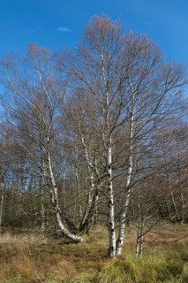 Bog birch (Betula pubescens), blue sky, Schwarzes Moor, near Fladungen, Bavarian Rhön Biosphere