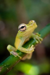 Glass frog (Centrolenidae) sitting on a stem, Heredia province, Costa Rica, Central America