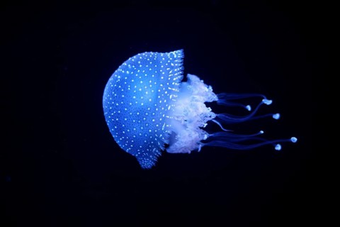 Bioluminescent Jellyfish Phyllorhiza punctata white-spotted jellyfish aka floating bell, Australian