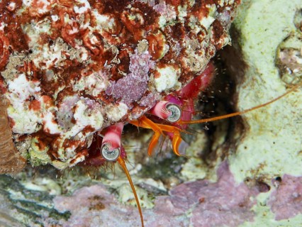 Close-up of a large red hermit crab (Dardanus Calidus) looking out of its shell in the