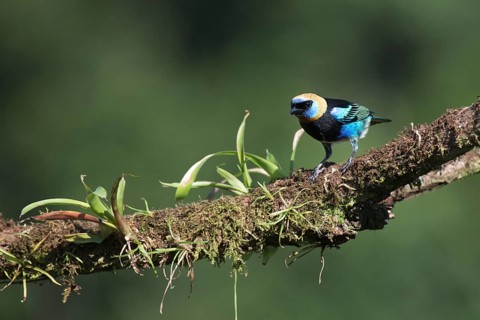 Purple-masked Tanager (Tangara larvata), Costa Rica, Central America
