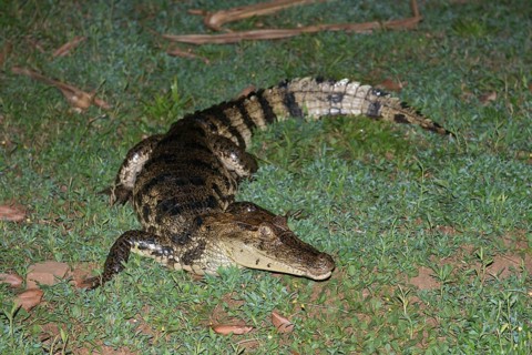 Crocodile caiman (Caiman crocodylus), Costa Rica, Central America