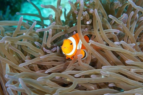 A single Ocellaris Clownfish (Amphiprion ocellaris) hiding between the tentacles of a sea anemone,