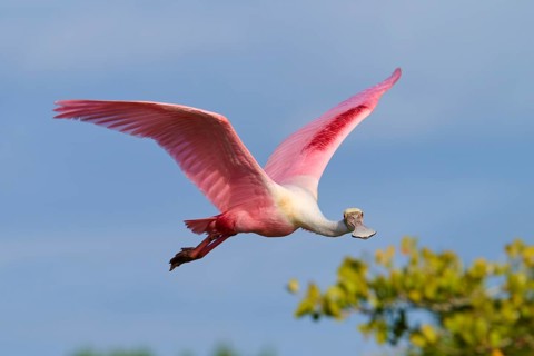 Roseate spoonbill (Ajaja ajaja), flying over a wooded area under a blue sky, Black Point Wildlife