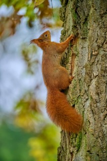 Eurasian squirrel (Sciurus vulgaris), climbing a tree in autumn. Its fluffy tail and brown fur are
