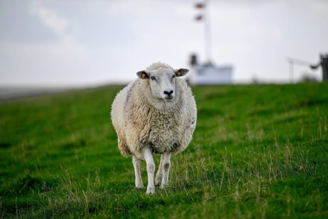 Sheep on a dyke, Pellworm Island, Schleswig-Holstein Wadden Sea National Park, North Frisia,