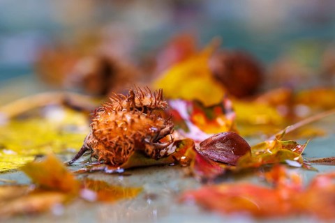 Beech nuts Fruits of the copper beech (Fagus sylvatica), Germany, Europe