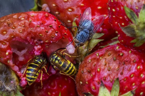 Wasps and flies eating rotten strawberries in garden