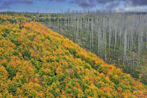 Mixed woodland next to dead spruce forest, destruction from European spruce bark beetle (Ips