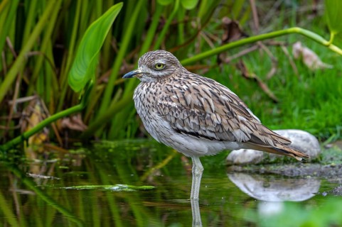 Eurasian stone-curlew, Eurasian thick-knee (Burhinus oedicnemus) foraging in shallow water of pond