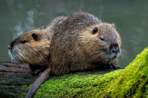Two coypus, nutrias (Myocastor coypus) resting on fallen tree trunk in pond, invasive rodent in