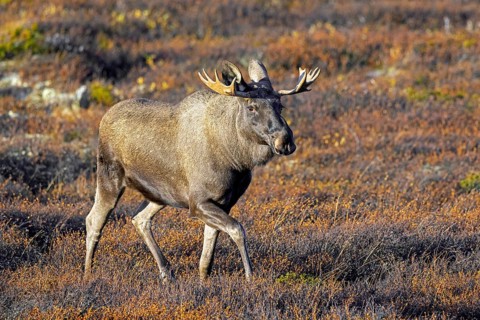 Moose, elk (Alces alces), adult bull, male foraging on the tundra in autumn, fall, Sweden,