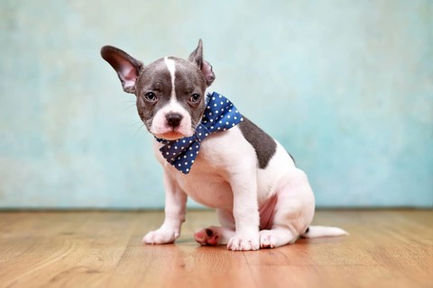 Cute pied French Bulldog puppy with one hanging ear and bow tie sitting in front of studio