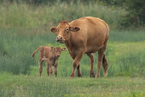Domesticated cow or cattle (Bos taurus) adult farm animal mother with a baby young calf in a grass