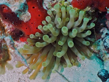 Green sea anemone, Condylactis gigantea, next to red sea sponges in an underwater landscape, dive