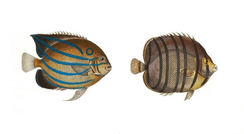 Fish, fishes, left: Genus butterflyfish, butterflyfish, Chaetodon annularis, the ring. right: genus
