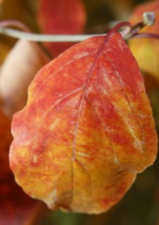 Kousa dogwood (Cornus kousa), single red leaf, North Rhine-Westphalia, Germany, Europe