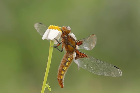 Broad-bodied chaser (Libellula depressa), female, Provence, Southern France