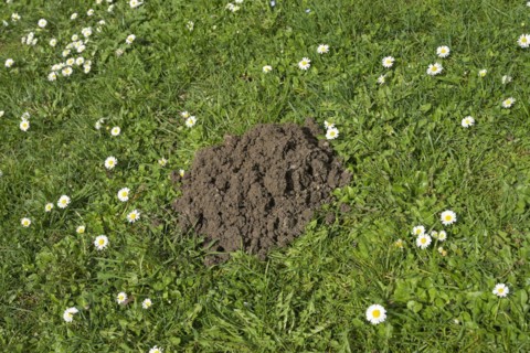 Molehills, meadow, Wiesbaden, Hesse, Germany, Europe