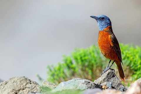Cliff thrush, (Monticola rupestris), Monticole rocar, Cape rock thrush, A31, Mokhotlong District,