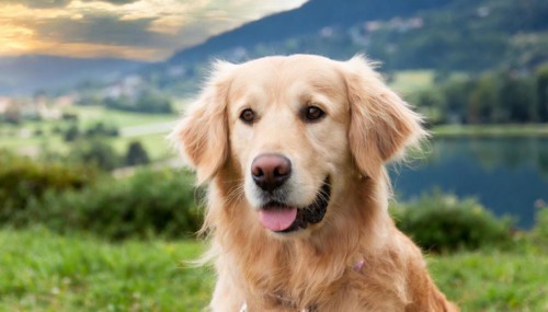 Pets, Dog, Golden Retriever, AI-generated, AI generated