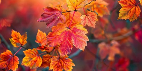 Close up of colorful maple autumn leaves. Generative AI, AI generated