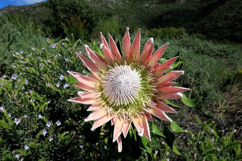 King Protea (Protea cynaroides), flower, flowering, flower, in spring, Kirstenbosch Botanical