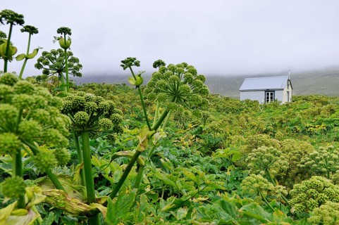 Angelica archangelica, chapel, Furufjörður, Hornstrandir, Iceland, Europe