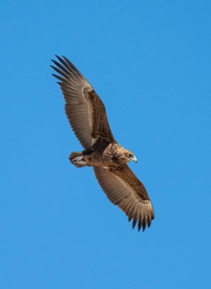 Bateleur (Terathopius ecaudatus), juvenile in flight against a blue sky, Etosha National Park,