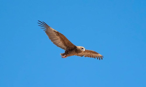 Bateleur (Terathopius ecaudatus), juvenile in flight against a blue sky, Etosha National Park,