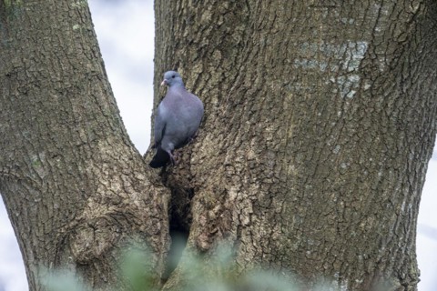 Stock Dove (Columba oenas), Emsland, Lower Saxony, Germany, Europe