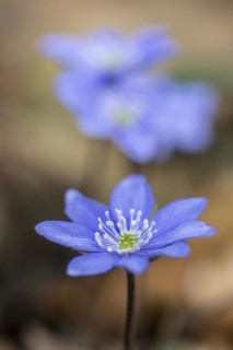 Liverwort (Hepatica nobilis), North Rhine-Westphalia, Germany, Europe