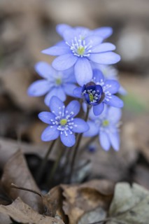 Liverwort (Hepatica nobilis), North Rhine-Westphalia, Germany, Europe