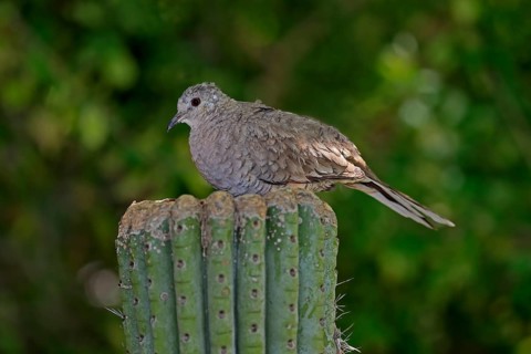 Inca dove (Columbina Inca), adult, on cactus, Sonora Desert, Arizona, North America, USA, North