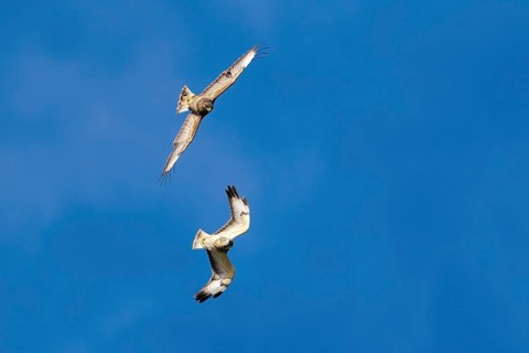 Two buzzards (Buteo buteo) in flight against a bright blue sky, circling each other, Hesse,
