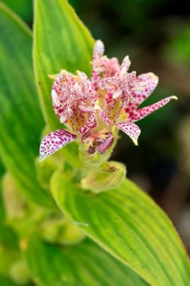 Bristly toad lily (Tricyrtis hirta), flowering, flower, Ellerstadt, Germany, Europe