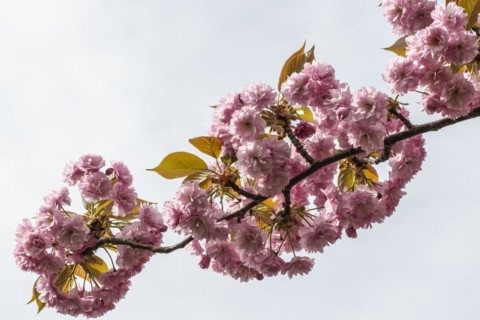 Japanese flowering cherry (Prunus serrulata Kanzan), Emsland, Lower Saxony, Germany, Europe