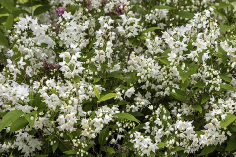 Slender deutzia (Deutzia gracilis) or mayflower bush, flowering, Baden-Württemberg, Germany, Europe
