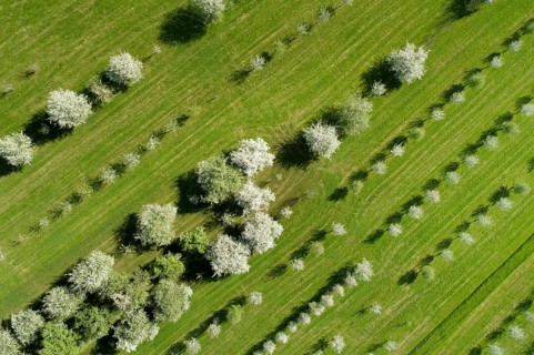 Bird's eye view of blossoming fruit tree plantation, Canton Thurgau, Switzerland, Europe