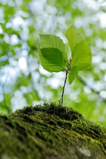 Young beech sapling growing on a moss-covered tree stump in spring, Switzerland, Europe