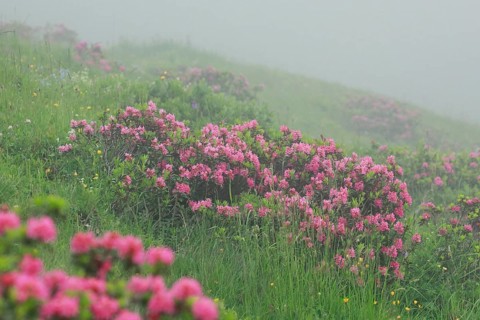 Flowering Rusty-leaved alpenrose perennials, Rhododendron ferrugineum, Swiss Alps