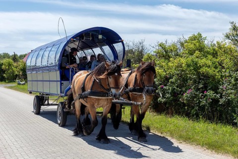 Horse-drawn carriage with passengers on a cobbled road in a rural setting, Rügen, Hiddensee