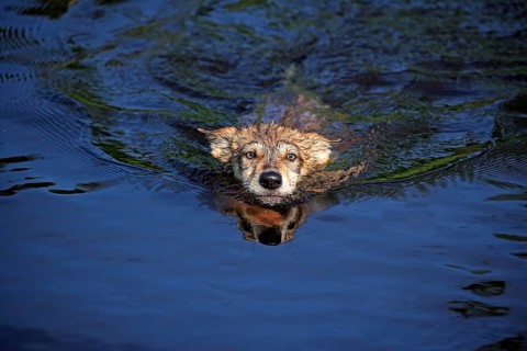 Wolf (Canis lupus), young, swimming in water, Minnesota, USA, North America