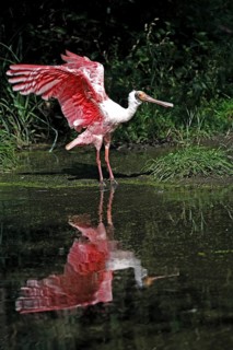 Roseate spoonbill (Platalea ajaja), adult, spreading wings, at the water, Florida, USA, North