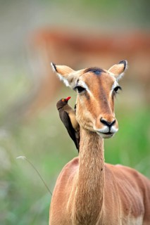Red-billed oxpecker (Buphagus erythrorynchus), adult, on black heeler antelope, impala, (Aepyceros
