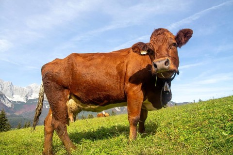 Cow on a mountain pasture near Going, Tyrol. The Wilder Kaiser massif can be seen in the background