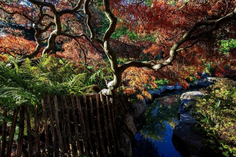 Fan maple (Acer palmatum), picket fence, autumn colours, stream, Japanese Garden, Zoological City