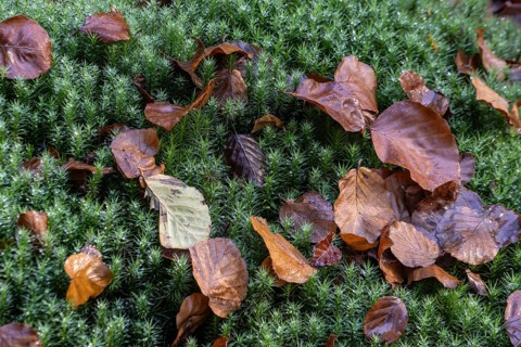 Fallen leaves on common wither moss (Polytrichum vulgare), Emsland, Lower Saxony, Germany, Europe