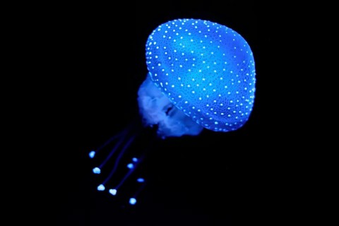Bioluminescent Jellyfish Phyllorhiza punctata white-spotted jellyfish aka floating bell, Australian